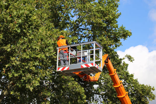 Best Tree Health Inspection  in Baton Rouge, LA